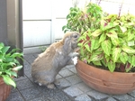 CIMG7241-sb.jpg