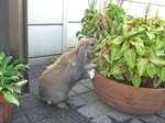 CIMG7241-sb.jpg
