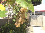 IMG_2109-sb.jpg