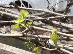 IMG_4139-sb.jpg