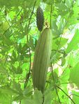 IMG_6893-sb.jpg