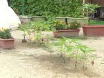 IMG_6895-sb.jpg